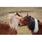 Fotografía de caballos salvajes jugando