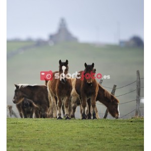Fotografía de caballos en el Pantano del Ebro