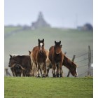 Fotografía de caballos en el Pantano del Ebro