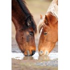 Caballos bebiendo agua