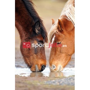 Caballos bebiendo agua