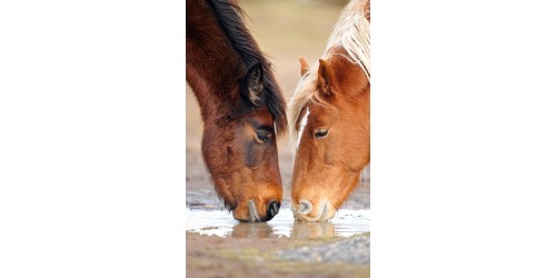 Fotografías del Mundo animal